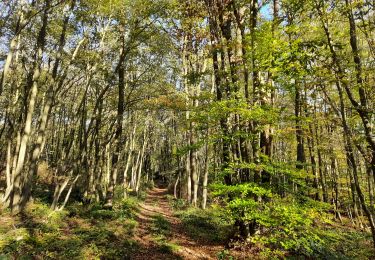 Trail Walking Huy - Ben-Ahin - Photo