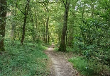 Trail Walking Dole - Dole-foret de Chaux  - Photo