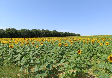 Randonnée Marche Aix-Villemaur-Pâlis - Chemins Forêts  Palis - Photo