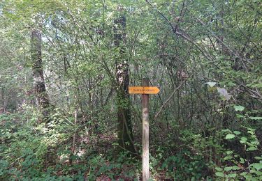 Trail Walking Nogent-l'Abbesse - 06/10/2022 Nogent L'Abesse - Photo