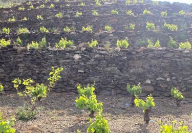 Tour Wandern Collioure - Collioure col de serre dans les vignes  - Photo
