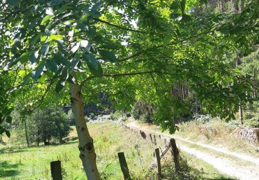 Randonnée Marche Paliseul - Fays les veneurs Bellevaux - Photo