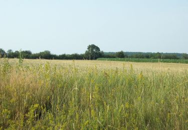 Excursión A pie Salomvár - K+ (Szilvágy - Salomvár) - Photo