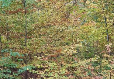 Percorso Mountainbike Saint-Clément - sortie vtt du 01112018 - Photo