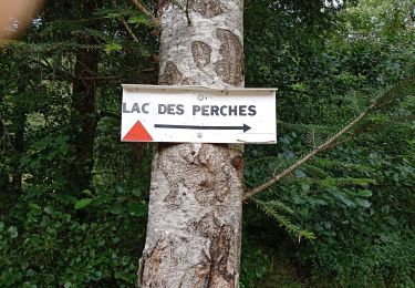 Randonnée Marche Rimbach-près-Masevaux - Rimbach - Col des Perches (13/8/2020) - Photo