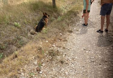Trail Walking Saint-Cannat - Saint Cannat 07/08/2021 - Photo