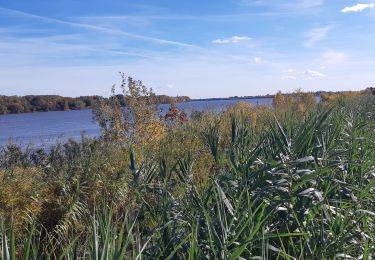 Trail Walking Arles - Bords du grand Rhône - Photo