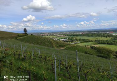 Randonnée Marche Steinbach - Steinbach - Photo