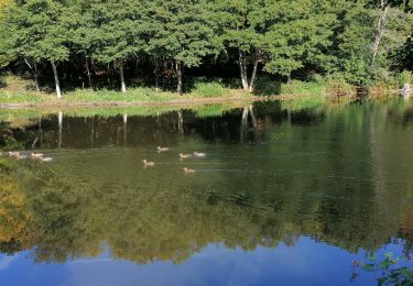 Tour Wandern Martelingen - Sentier de la fange des Potis  - Photo