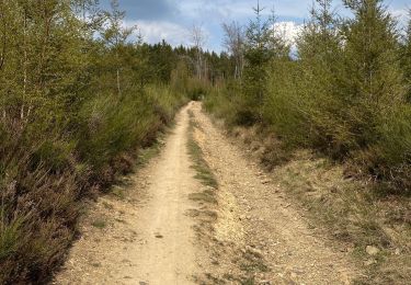 Tour Wandern Lierneux - 1 mei 21 - Photo