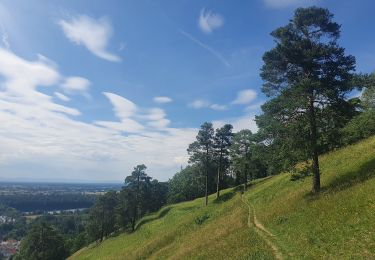 Trail On foot Bruchsal - BR - 11 Büchenauer Hardt - Photo