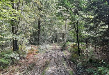 Tocht Stappen Chimay - Bois de Baileux et l'Eau noire - Photo