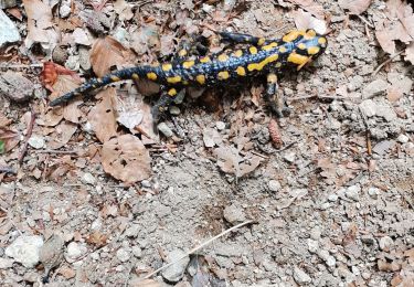 Randonnée Marche Venaco - GR20 CORSE ÉTAPE 8 - Photo