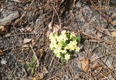 Tour Wandern Arbaz - st romain - Photo