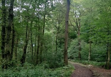 Tocht Stappen Seraing - Bois de la Vecquée - Photo