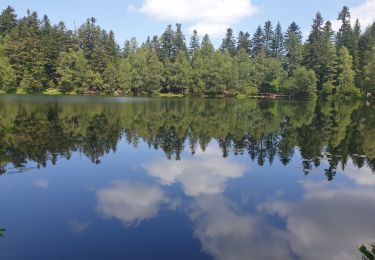 Trail Walking Vexaincourt - Le charme mystérieux du lac de la Maix - Photo