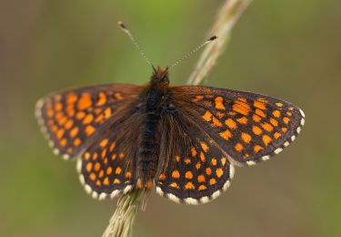 Randonnée A pied Inconnu - Maua-Dürrengleina-Göschwitz - Photo