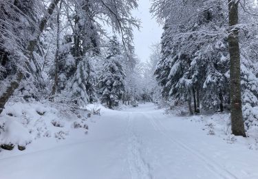 Randonnée Raquettes à neige Lans-en-Vercors - 5,8km R Lans-en-V Vertige des Cimes AR - Photo