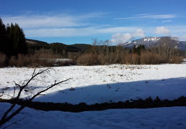 Tour Zu Fuß Bad Mitterndorf - Waldsteig - Photo