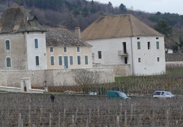 Percorso A piedi Chassagne-Montrachet - V - 2019 5/03 CHASSAGNE - Photo