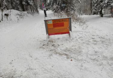 Trail Walking Lepuix - Ballon d Alsace  - Photo