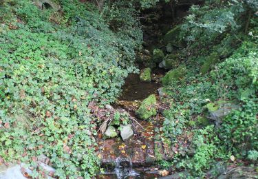 Randonnée A pied Steinfeld - Methusalem Wanderweg Blaue Route - Photo