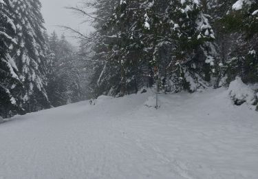 Tour Schneeschuhwandern Gerdsee - Gerardmer raquettes 5 - Photo