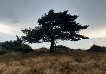 Tour Wandern L'Albère - col ullat.  roc del grevol.  col sant joan . col de la font . puig sant christau . puig d orella . col d ullat - Photo