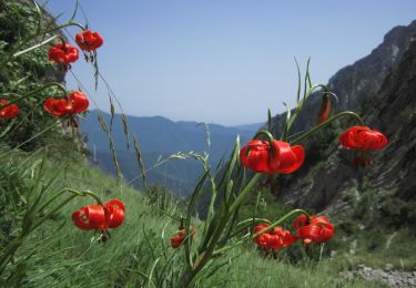 Trail Walking Andon - Les pivoines et les lys pomponne de la montagne de Thiey  - Photo