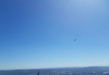 Excursión Senderismo Bonnieux - Bonnieux Forêt de Cèdres - Photo