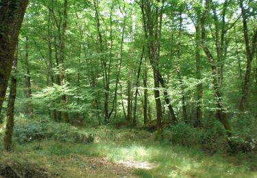Randonnée Marche Forest-l'Abbaye - LP80_FOREST-L'ABBAYE_7.9Km - Photo