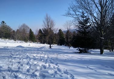Tocht Sneeuwschoenen Sewen - Sortie raquettes Burnhaupt le Bas  - Photo