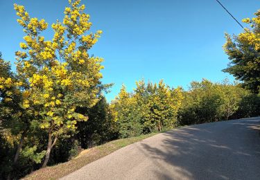 Trail On foot Tanneron -  Tanneron-les mimosas-13-01-23 - Photo
