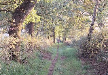 Trail Walking Gouvy - Balade des Bouchons de Baclain - Photo