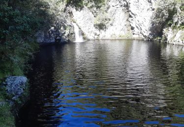 Excursión Senderismo La Plaine-des-Palmistes - sentier botanique de la petite plaine  - Photo