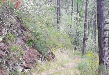 Tour Wandern Saint-André-les-Alpes - St andre les Alpes - Photo