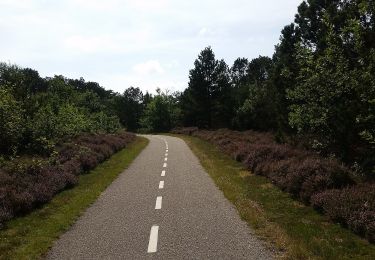 Tocht Te voet  - Kirkeby Plantage - gul rute - Photo