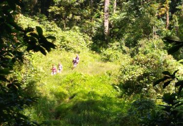 Tocht Stappen Fonds-Saint-Denis - Fonds Saint Denis/Caplet/Grand Fonds - Photo