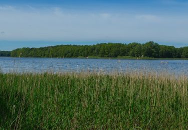 Percorso A piedi Schwielochsee - Wanderweg grüner Balken Groß Leuthen-Goyatz - Photo