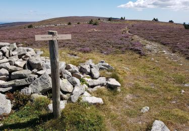 Tocht Stappen Cubières - Mont Lozère  - Photo