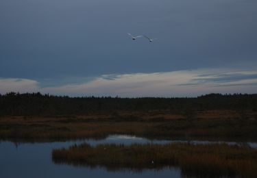 Tocht Te voet Rusko - Vajosuon vaellus - Photo