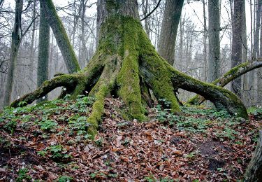 Randonnée A pied  - Bujaki – Rezerwat Źródła Łyny - Photo