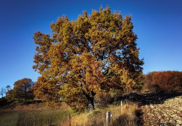 Trail On foot Volonne - Le Tour de Tigne - Photo