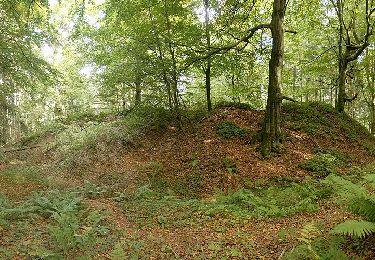 Trail On foot  - Buchbergweg von Amberg - Photo