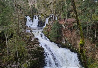 Percorso Marcia Sapois - balade Vosges  - Photo