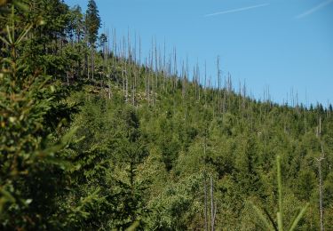 Excursión A pie  - Rozdroże pod Kamieńczykiem - Ryzy - Photo