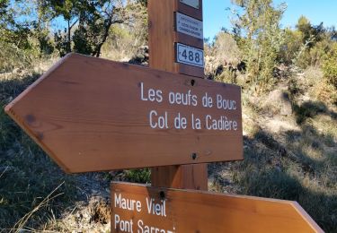 Trail Walking Mandelieu-la-Napoule - mimosas  - Photo