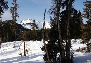 Percorso Racchette da neve Taninges - praz 1 - Photo