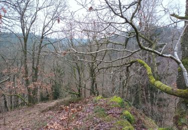 Randonnée Marche Houffalize - Houffalize - Photo