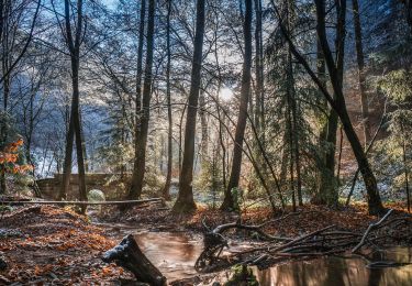 Tocht Te voet Bad Dürkheim - Rundwanderweg 4 Parkplatz am Isenachweiher - Photo